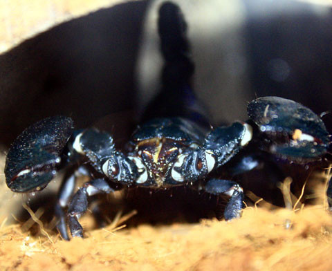 Mốt chơi bọ cạp đen cũng đang rộ lên với dân chơi Hà Nội. Dù biết bọ cạp có thể tấn công con người và có nọc độc nhưng họ vẫn sẵn sàng săn lùng. Giá của bọ cạp đen thì cực rẻ, chỉ khoảng 5-10.000 đồng/con.