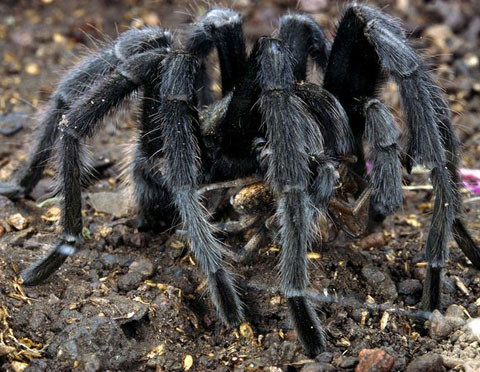 Nhện Tarantula, hay còn gọi là nhện sát thủ, là một trong những loài nhện lớn và lông lá nhất thế giới. Do kích cỡ “khủng” và hình thù rất ấn tượng mà loài nhện này nhanh chóng được nhiều người nuôi trong nhà để làm cảnh. Một con nhện Tarantula với đường kính trung bình tầm 10cm có thể lên đến hơn 1 triệu đồng/con.