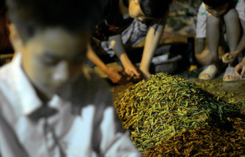 Các em nhỏ tranh thủ làm thêm để có thêm tiền mua sách vở cho năm học mới. Mỗi tối, sau 3 tiếng vặn càng châu chấu, các em có thể kiếm được 30 - 50 nghìn đồng.