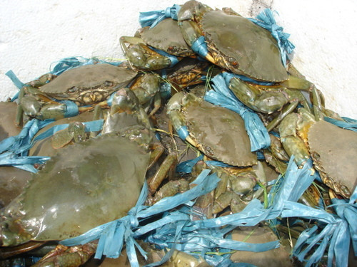 Thương nhân Trung Quốc bị phạt hành chính vì thu mua cua trái phép ở tỉnh Cà Mau. Ảnh minh họa: Internet.