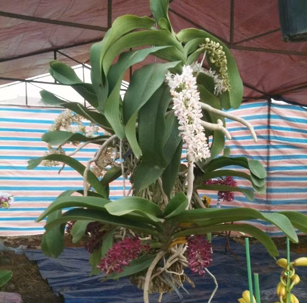 Chùm Đai Châu 6 triệu đồng này đang chờ "đại gia" đến đưa đi.