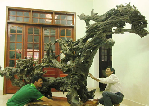 Gốc cây tiền tỷ của anh Nguyễn Phi Hùng.