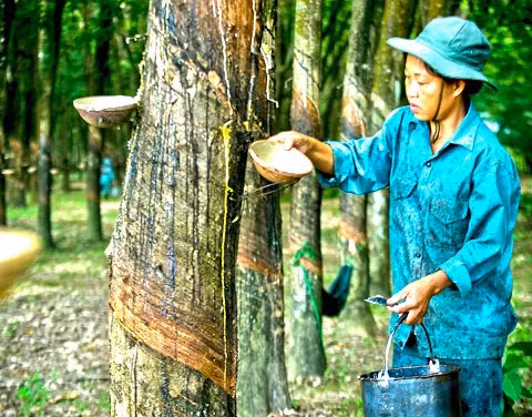 Hiện tập đoàn có 2 công ty cao su tại tỉnh Điện Biên với khoảng 5.000 ha cao su đã được trồng. Trong thời gian tới, tập đoàn dự kiến đầu tư mở rộng thêm khoảng 10.000 ha cao su tại huyện Mường Nhé. Ngoài ra, các doanh nghiệp cao su trên địa bàn tỉnh sẽ đầu tư các nhà máy chế biến với tổng công suất hàng chục nghìn tấn/năm, tạo việc làm cho khoảng 10.000 lao động.