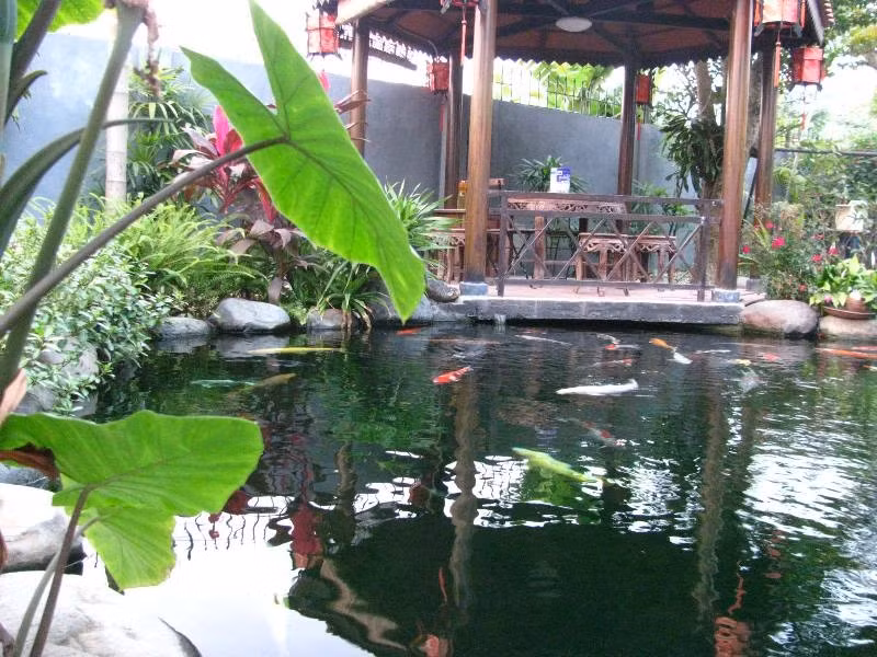 Gia chủ cũng thường đứng ở đây để "gọi" cá và cho cá ăn.