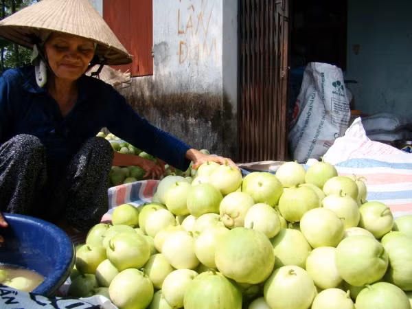 Dưa lê thu hoạch rộ cũng chỉ được giá 7.000 đồng/kg. Đầu vụ, mặt hàng này có giá 15-20.000 đồng/kg.