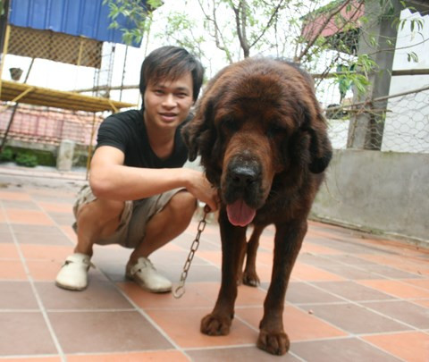 Anh Kiều Văn Hoàng bên chú chó ngao Tây Tạng "cưng" của mình.
