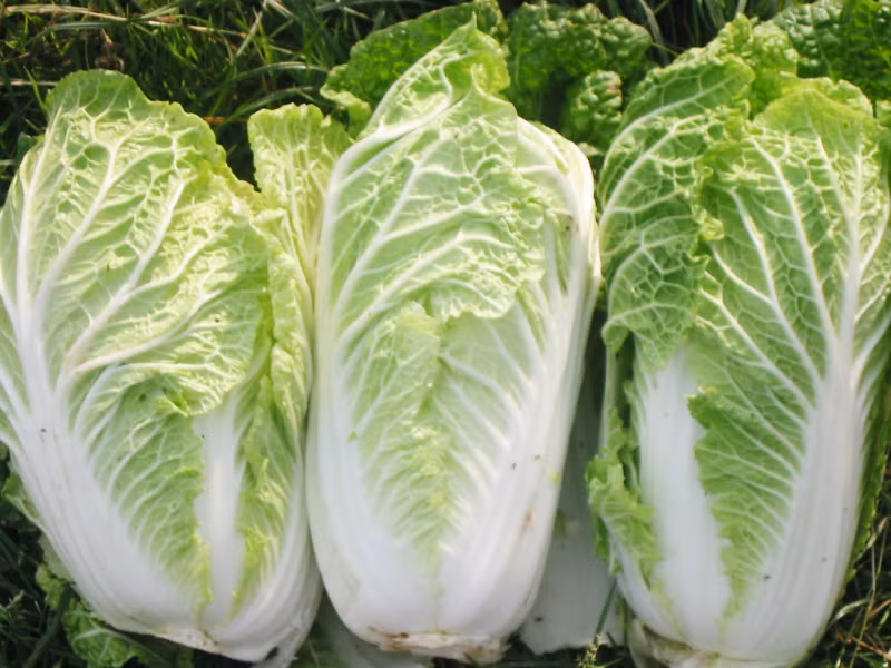 Trong và đặc biệt sau Tết, các loại rau xanh thường rất khan hàng do nhu cầu cao của người tiêu dùng hoặc do thời tiết quá lạnh. Nhiều loại rau có thể tăng giá gấp đôi ngày thường.