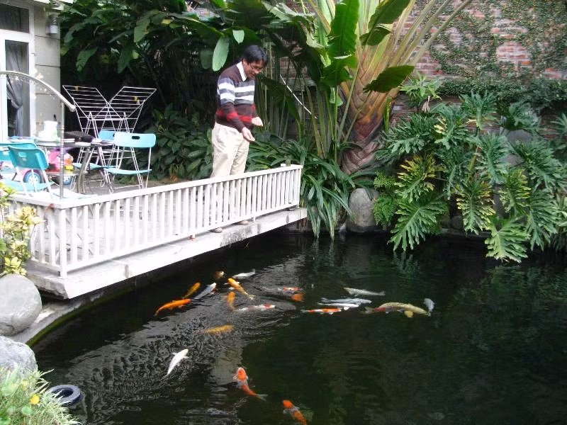 Đàn cá Koi của anh Dương một ngày ăn hết 2 kg thức ăn.