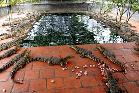 Nuôi cá sấu không chỉ là thú chơi mà còn mang lại thu nhập ngất ngưởng cho nhiều người. Ảnh minh họa.