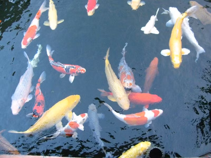 Hồ không có mùi hôi tanh, mặt nước trong vắt nhìn thấu đáy hồ là không gian lý tưởng của loài cá chép Nhật Bản.