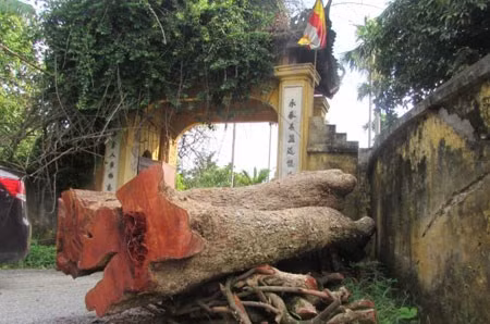 Những thân gỗ vải cổ thụ bị đốn hạ bị giữ lại ngoài cổng chùa.
