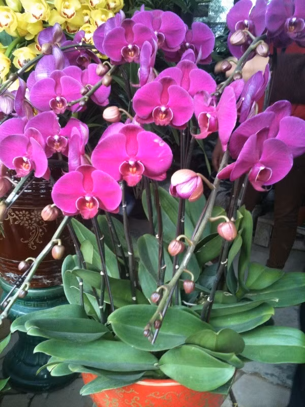 Nhà vườn Cảnh Yến cũng rao giá 11 triệu đồng cho chậu lan Hồ Điệp màu hồng đậm.
