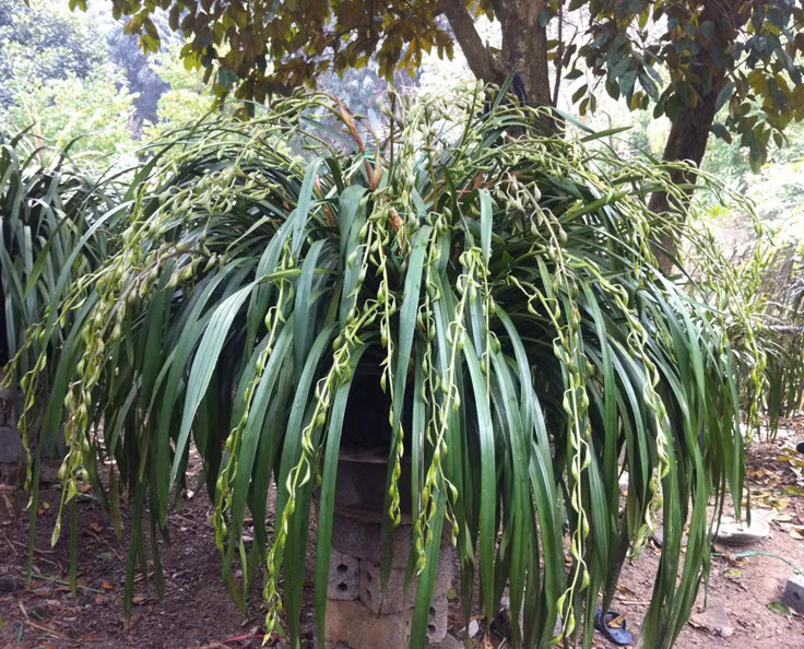 Trong vườn địa lan của anh, có tới 10 chậu lan được liệt vào hàng "khủng" với số lượng cành hoa từ 50 trở lên. Theo anh Thắng, những chậu lan như vậy có giá từ 30 - 70 triệu đồng. Trong ảnh là chậu địa lan Trần Mộng được anh Thắng rao bán với giá khoảng 40 triệu đồng.