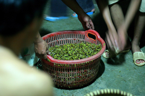 Mỗi ngày 1 hộ gia đình ở Lê Thanh cũng bắt được từ 7-10 kg.