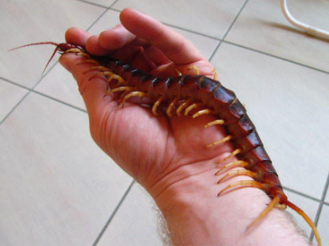 Để chứng tỏ mức độ chịu chơi, một số người đã chọn rết khổng lồ như một loài vật yêu thích để làm cảnh trong nhà. Mỗi con rết khổng lồ dài từ 15-20 cm chỉ có giá 20-30.000 đồng. Vì thế, loài vật này đã trở thành sự lựa chọn của nhiều người thích chơi độc mà ngại tốn kém.