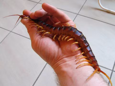 Để chứng tỏ mức độ chịu chơi, một số người đã chọn rết khổng lồ như một loài vật yêu thích để làm cảnh trong nhà. Mỗi con rết khổng lồ dài từ 15-20 cm chỉ có giá 20-30.000 đồng. Vì thế, loài vật này đã trở thành sự lựa chọn của nhiều người thích chơi độc mà ngại tốn kém.