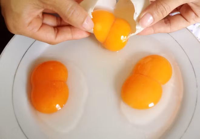 Trứng 3 lòng đỏ được vị này mang biếu bạn bè dùng thử. Còn trứng 2 lòng đỏ được ướp tro trấu làm hột vịt muối.