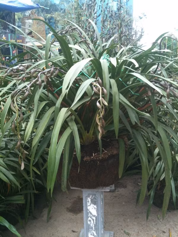 Chậu địa lan Sa Pa này có giá bán 10 triệu đồng với 10 cành hoa sẽ bung nở trong dịp Tết Nguyên Đán. Hoa lan Sa Pa có thể tươi trong thời gian 2 -3 tháng.