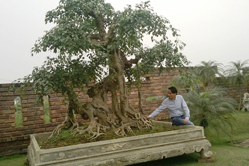 Anh Nguyễn Văn Chí bên cây cảnh mua với giá 6 tỷ đồng.