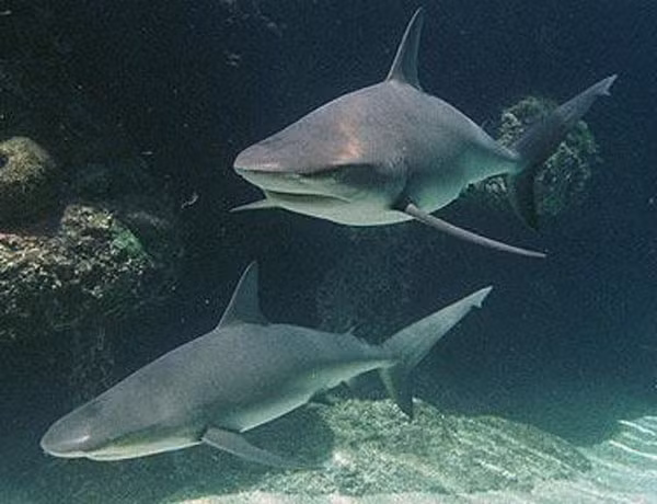 Cá mập cảnh ăn thịt cũng đang trở thành hàng hot và là loại cá cảnh biển đắt nhất giá dao động từ 9 - 15 triệu đồng/con bán lẻ cho người chơi cá cảnh. Tùy vào hình dáng và màu sắc mà cá có giá khác nhau. Cá mập nuôi làm cảnh thường có kích thước chiều ngang khoảng 7 cm, chiều dài 80 cm. Đây là loài cá được nhập ở Trung Quốc và Indonesia.