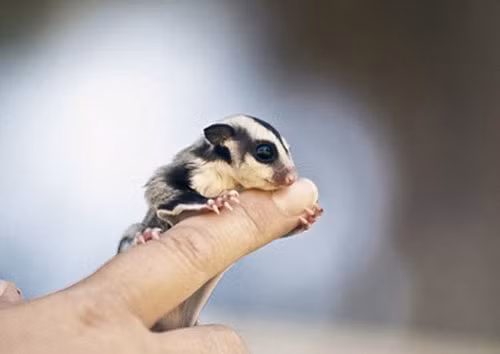 Trong khi đó, giá của một chú sóc bay Úc (Sugar Glider) vài tháng tuổi, bé như ngón tay ở mức hơn 2 triệu đồng. Những con sóc bay bạch tạng lông trắng có giá cao ngất ở mức 400 - 650 USD, tương đương 8,5 - 13,5 triệu đồng. Đây là loài rất khó nuôi ở Việt Nam nhưng vẫn được nhiều dân chơi lùng mua.