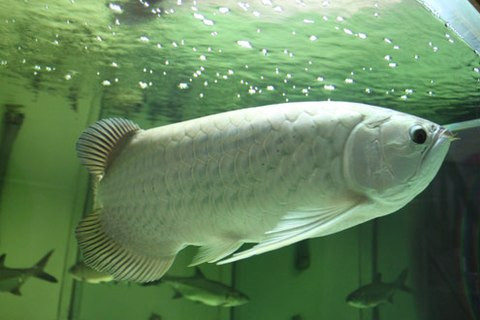 Cá rồng được coi là "đế vương" trong các loài cá cảnh, được các "đại gia" săn đón, kỳ công lựa chọn và đặt mua để trưng bày trong nhà. Cá rồng nhỏ thì khoảng 2-3 triệu đồng/con, lớn khoảng 10-15 triệu đồng, có những con đẹp được tính bằng cả nghìn đô. Loài cá này được nhập từ Indonesia, Singapore, Malaysia...