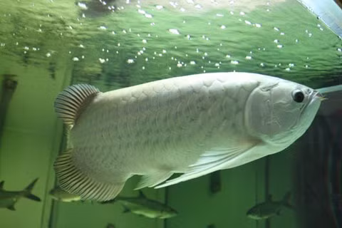 Cá rồng được coi là "đế vương" trong các loài cá cảnh, được các "đại gia" săn đón, kỳ công lựa chọn và đặt mua để trưng bày trong nhà. Cá rồng nhỏ thì khoảng 2-3 triệu đồng/con, lớn khoảng 10-15 triệu đồng, có những con đẹp được tính bằng cả nghìn đô. Loài cá này được nhập từ Indonesia, Singapore, Malaysia...