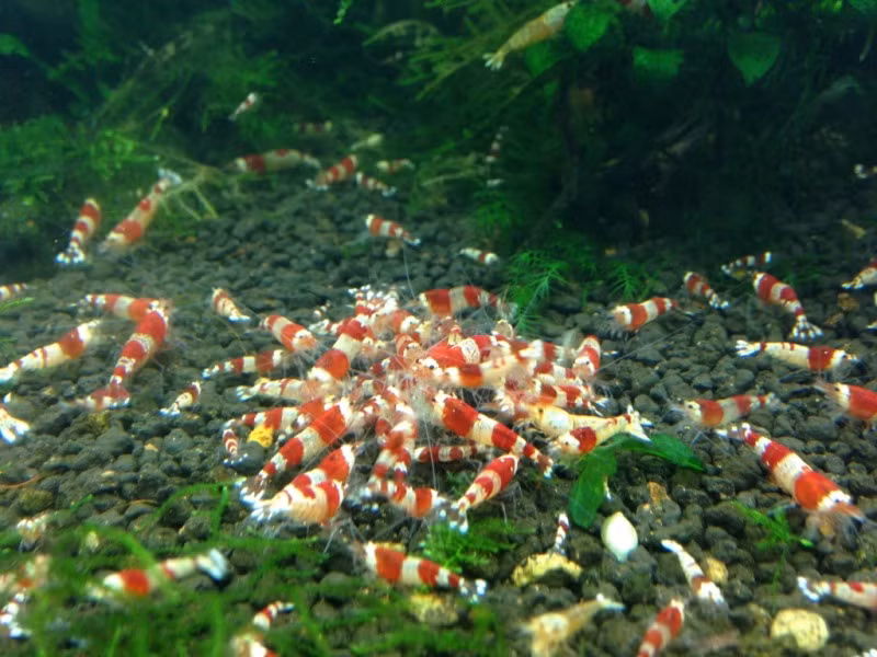 Biết là đắt đỏ nhưng có dân chơi vẫn chịu chi khoảng 50 - 70 triệu đồng/con để tậu tép cảnh. Thậm chí giống tép ong đỏ, còn được nhiều đại gia nhập về Việt Nam với mức giá 9.000 euro/con.