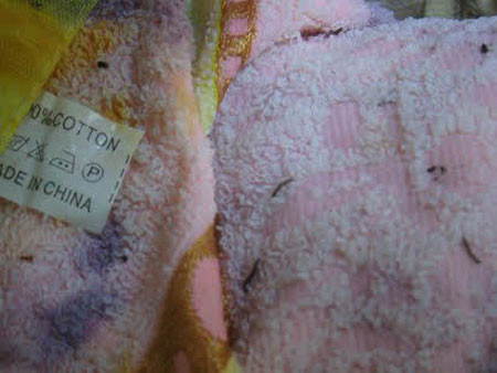 Sinh vật lạ trên những chiếc khăn tắm mà chị Thảo mua.