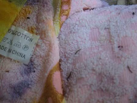 Sinh vật lạ trên những chiếc khăn tắm mà chị Thảo mua.