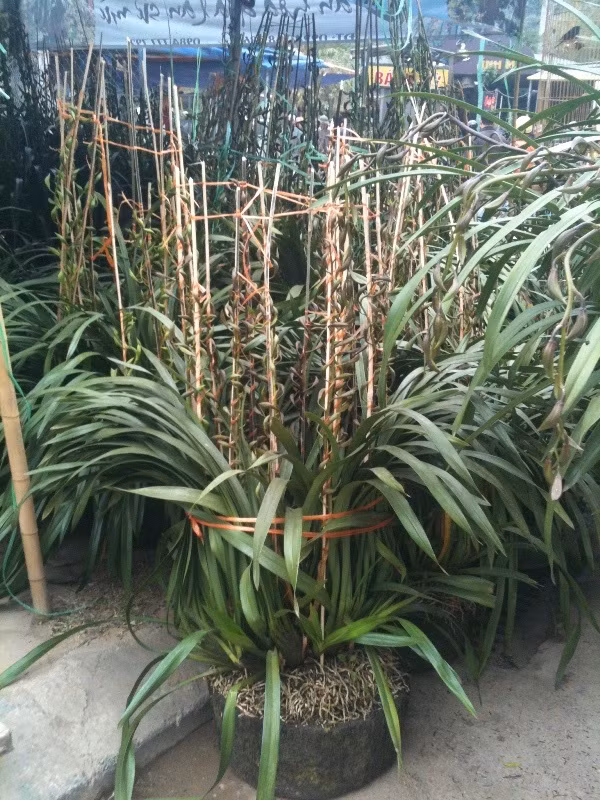 Gian hàng bán địa lan Sa Pa thu hút khách thăm quan nhưng nhiều người lưỡng lự mua vì giá khá đắt. Những chậu lan thế này có giá dao động từ 10 - 20 triệu đồng.