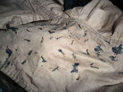 Sinh vật lạ trên áo.