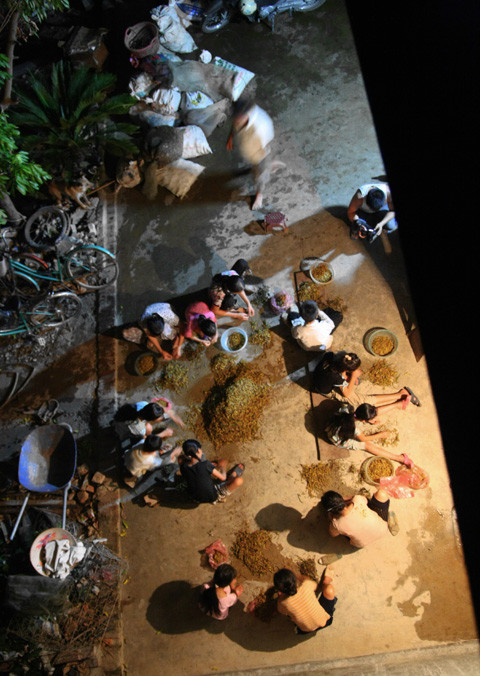 Người dân Lê Thanh vặt càng châu chấu thường từ 19h đến 24h. Có những hôm nhiều nơi đặt hàng thì cả làng thức cả đêm để kịp giao hàng.