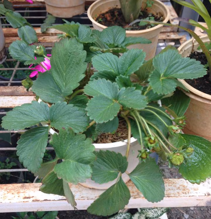 Soi suc mua dau tay Da Lat lam... qua Valentine-Hinh-4