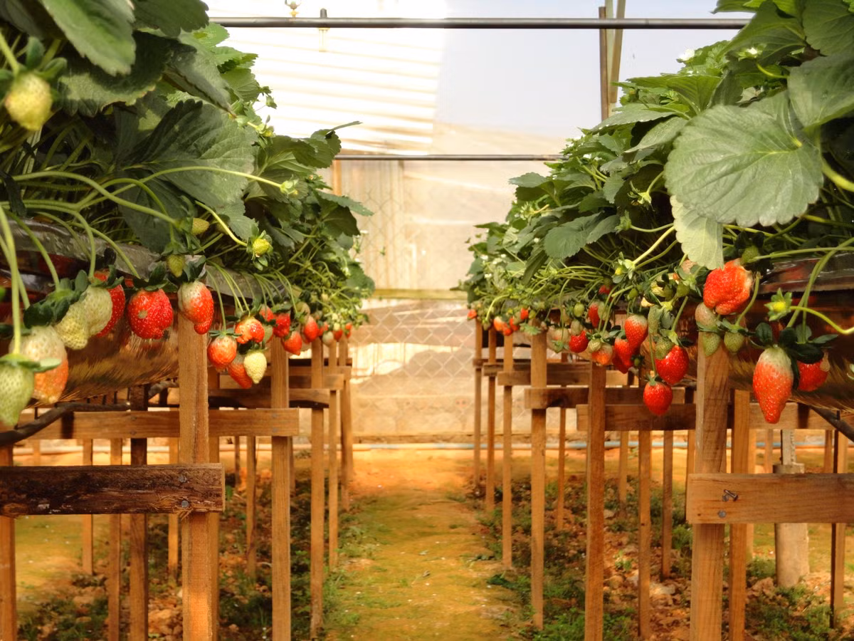 Soi suc mua dau tay Da Lat lam... qua Valentine-Hinh-6