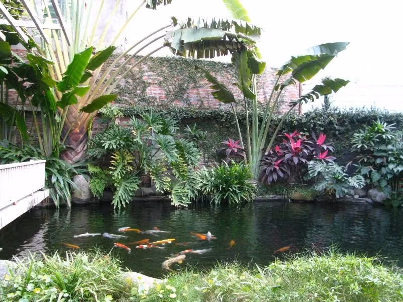 Hồ cá là nơi thư giãn của cả gia đình.