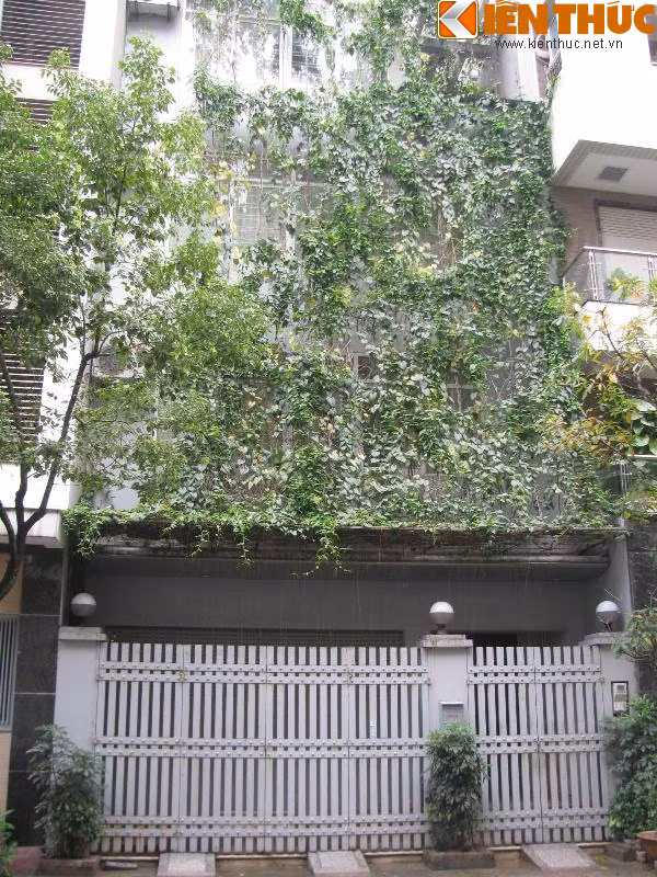 Một biệt thự trong khu đô thị Trung Hòa - Nhân Chính (quận Thanh Xuân) cũng trang trí ban công với dàn dây leo xanh tốt.