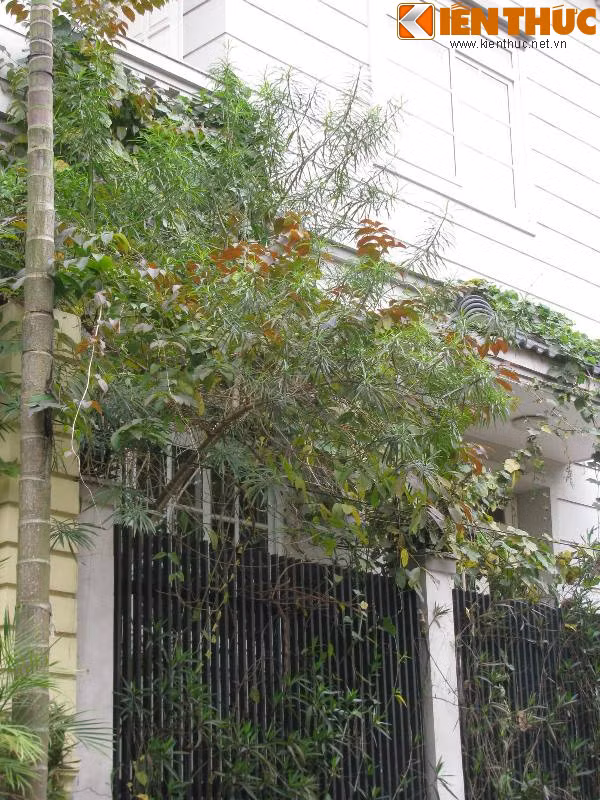 Ở khu Vườn Đào, nhiều biệt thự rất chuộng cây xanh như thế này.