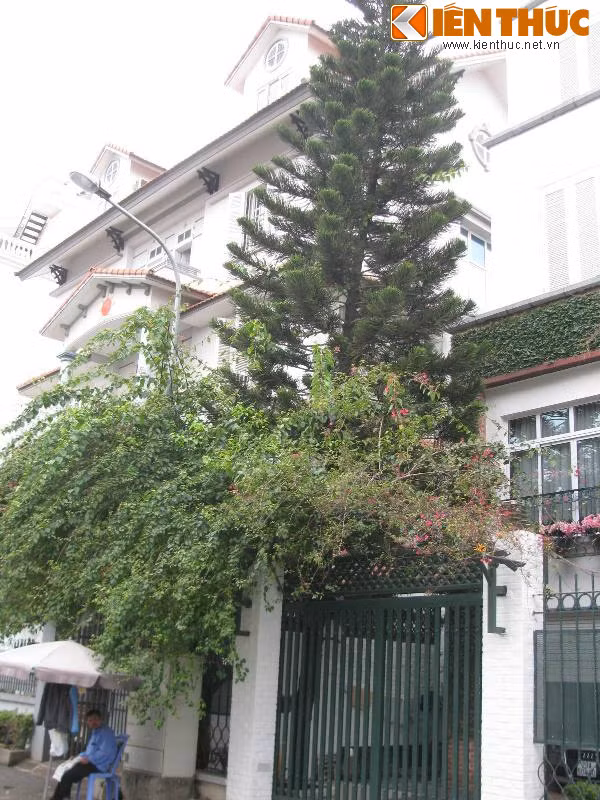 ... và rặng hoa giấy um tùm của một biệt thự thuộc khu D3 Vườn Đào (quận Tây Hồ).