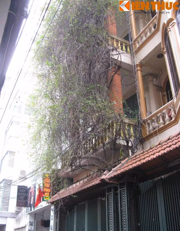 Cũng là cách tăng thêm không khí trong lành cho ngôi nhà, nhưng chủ nhà ở đường Trung Yên (quận Cầu Giấy) lại chọn giàn hoa giấy cũ kĩ để trang trí ban công, không hợp thẩm mỹ.