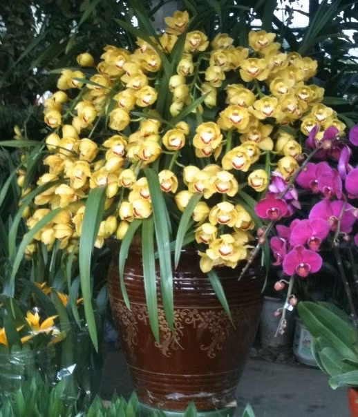 Bình địa lan Sa tô độc đáo nhất với màu vàng rực rỡ của nhà vườn Cảnh Yến có giá 15 triệu đồng.