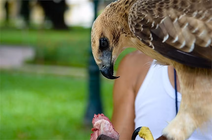 Được biết, tại vườn hoa Lý Tự Trọng thường có 3 con đại bàng được huấn luyện, nhưng con được mua ở Đà Lạt có bộ lông đẹp nhất. Hiện nay, nó mới 5 tháng tuổi và mỗi ngày ăn hết 1 con chim cút.