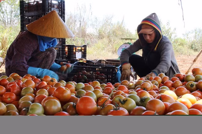 Tại Lâm Đồng, những ngày gần đây, người trồng cà chua ở xã Đức Trọng, huyện Đơn Dương đang phải đổ hoặc mang hàng trăm tấn cà chua cho bò ăn vì không tiêu thụ được dù giá rẻ. Giá mua tại vườn chỉ 1.000 đồng/kg.