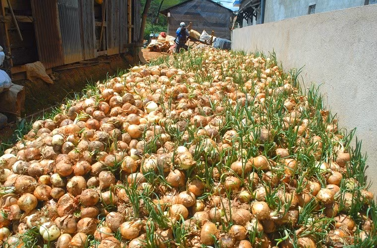 Trước đó, người dân TP Đà Lạt phải đổ bỏ hành tây vì giá quá rẻ khi hành tây Trung Quốc hoành hành thị trường. Hành tây được đóng gói bán tháo với giá 4.000đ/kg nhưng rất ít thương lái mua.