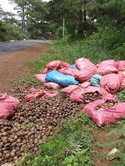 Chanh leo ở huyện Đơn Dương cũng bị đổ đống, bỏ bên đường vì giá quá rẻ, không bán được.