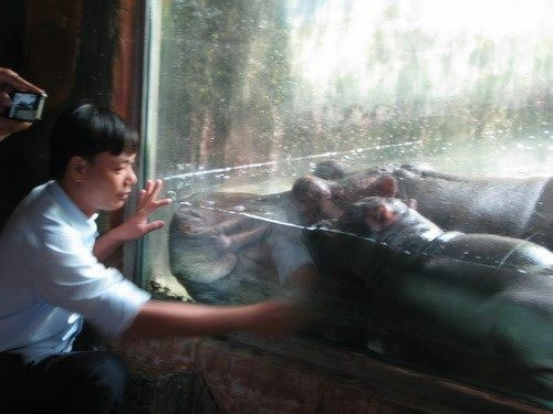 Hà mã nuôi ở khu du lịch Đại Nam.