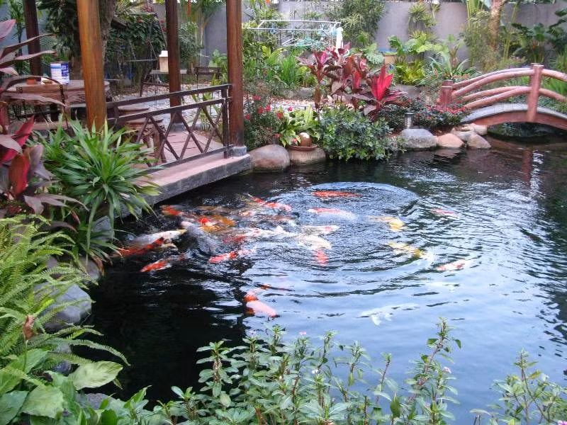 Điểm nhấn và thu hút nhất của sân vườn này chính là hồ cá Koi mang đậm phong cách Nhật Bản với khoảng hơn 50 cá thể Koi khỏe mạnh. Theo đại diện Akikoi, để cá Koi phát triển thì hồ Koi phải đạt rất nhiều yếu tố.