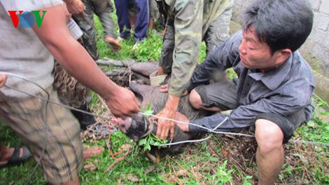 Lợn được lực lượng vây bắt khống chế.