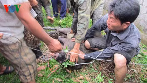 Lợn được lực lượng vây bắt khống chế.