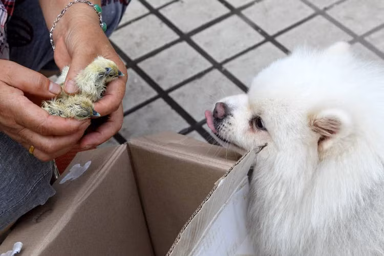 2 quả trứng bỏ quên trong thùng carton nở thành gà con vì nhiệt độ quá nóng.